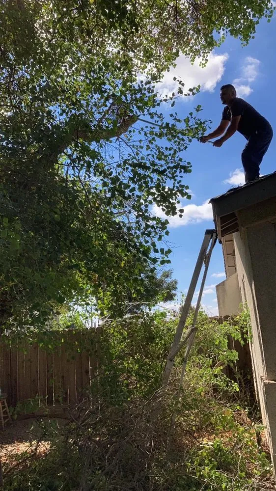 Expert landscaping services in Tulare, CA by Green Team Lawn Service