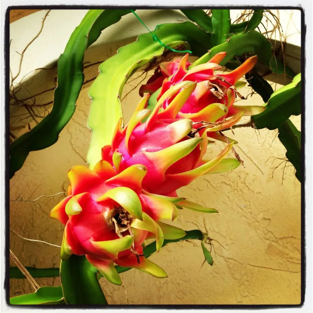 Professional landscaping services with custom design across Wellington, FL - Green Team Solutions