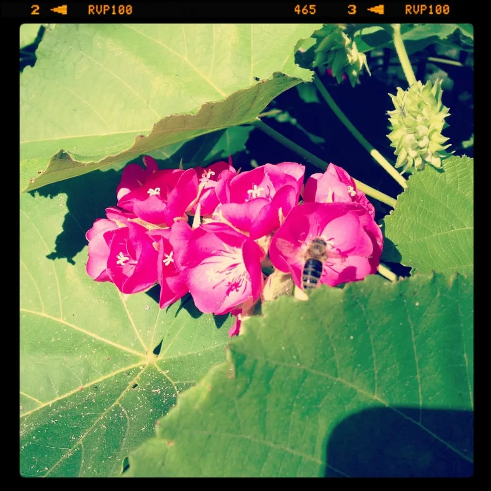 Professional lawn mowing service near you across Wellington, FL - Green Team Solutions