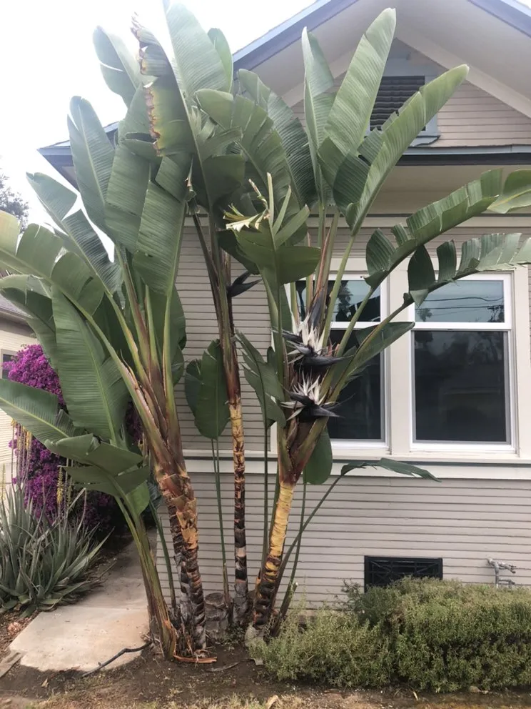 Professional yard maintenance for year-round maintenance across Highland, CA - Green Terra