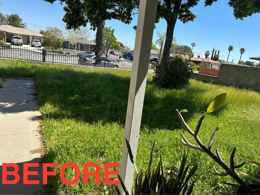 Professional yard cleanup service in Highland, CA by Green Terra