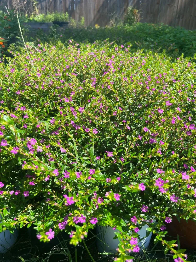 Expert yard cleanup service in Conroe, TX - Green Tex services