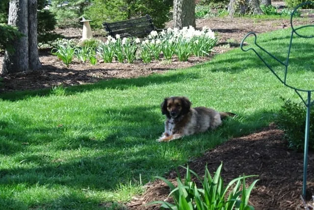 Expert landscape design in Batavia, IL - Green Thumb Brown Boots