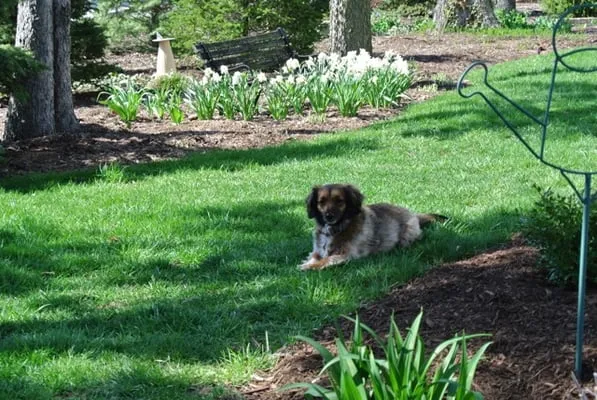 Green Thumb Brown Boots Logo