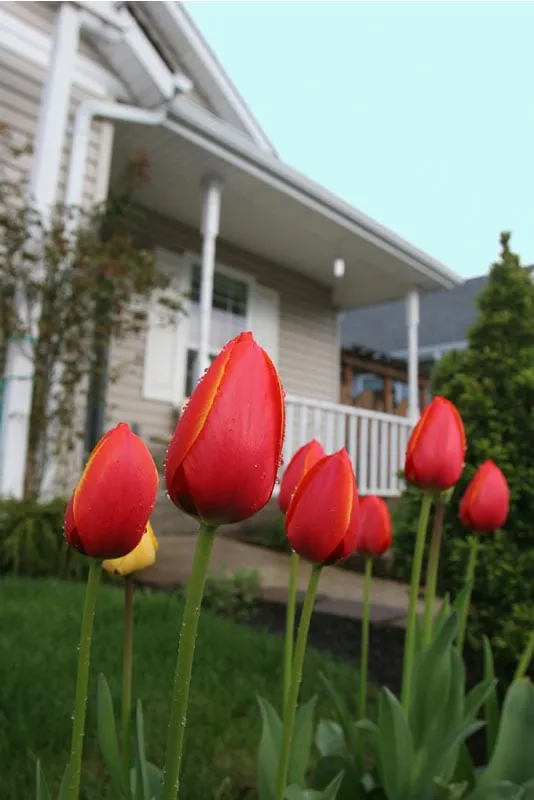 Custom landscaping services for beautiful yards across Bellingham, WA - Green Thumb Company