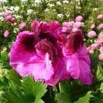 Reliable outdoor landscaping experts serving Bellingham, WA - Green Thumb Company