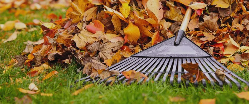 Top-rated yard cleanup service in Bellingham, WA - Green Thumb Company
