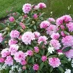 Affordable landscaping services for year-round maintenance in Bellingham, WA by Green Thumb Company