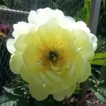 Affordable lawn care service for beautiful yards across Bellingham, WA - Green Thumb Company