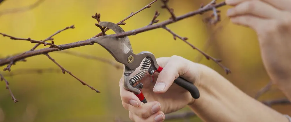 Reliable residential landscaping for year-round maintenance across Bellingham, WA - Green Thumb Company