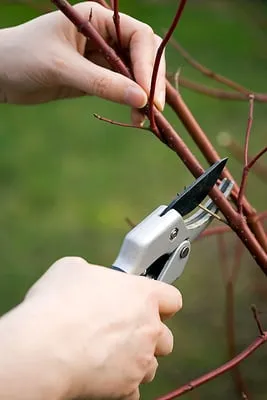 Green Thumb Company Logo