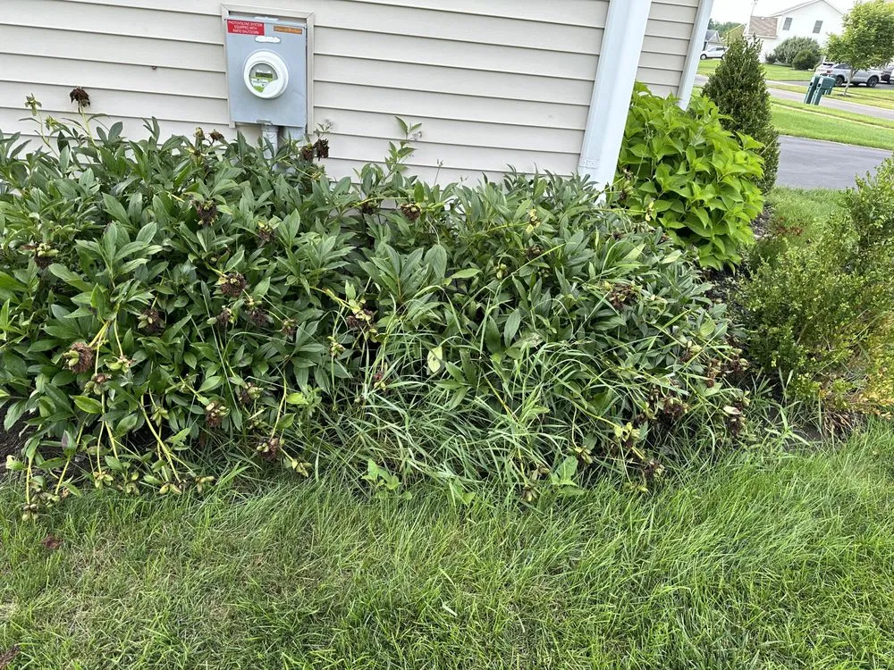 Top-rated yard cleanup service for outdoor upgrades across Rochester, NY - Green Thumb Fellas