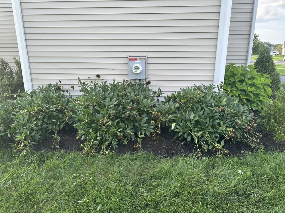 Affordable landscaping services in Rochester, NY by Green Thumb Fellas