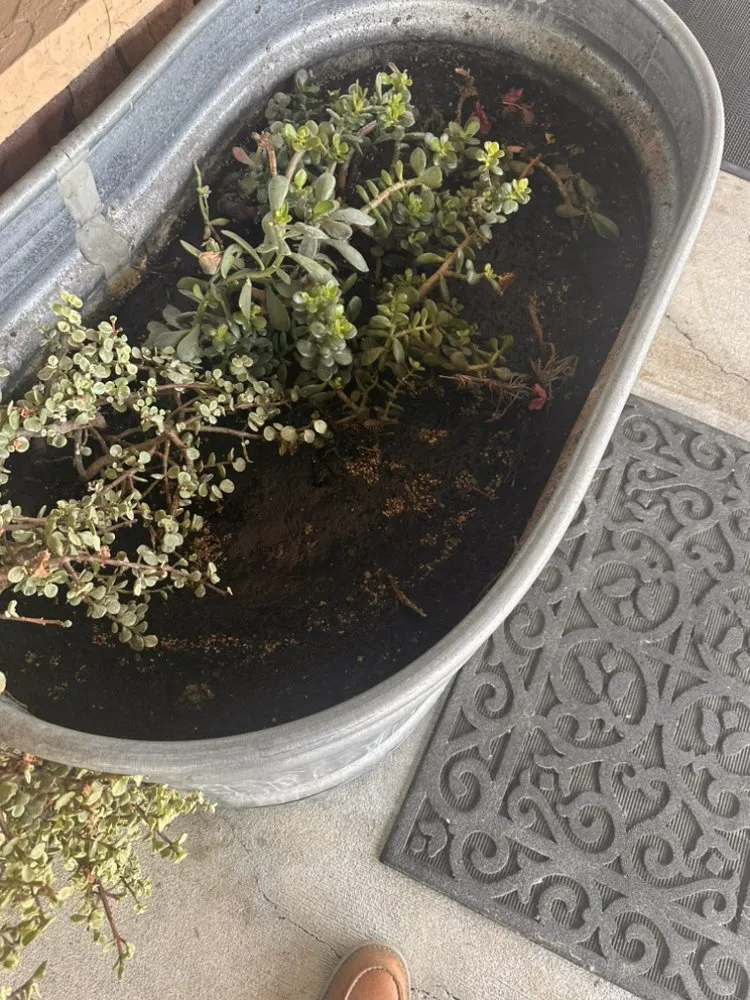 Reliable landscape design for homes in Anaheim, CA by Green Thumb Gardening