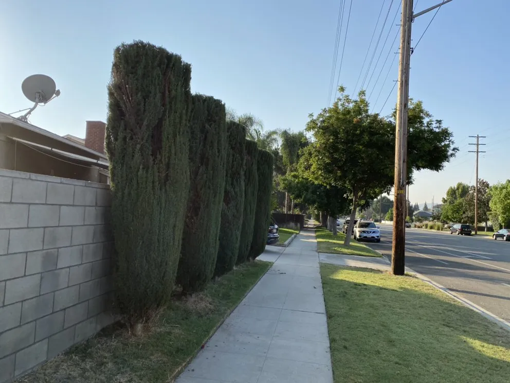 Trusted yard cleanup service experts serving Burbank, CA - Green Thumb Landscape & Maintenance