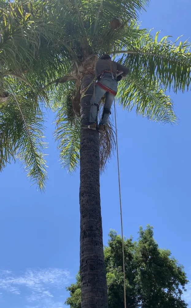 Trusted garden landscaping with custom design in Burbank, CA by Green Thumb Landscape & Maintenance
