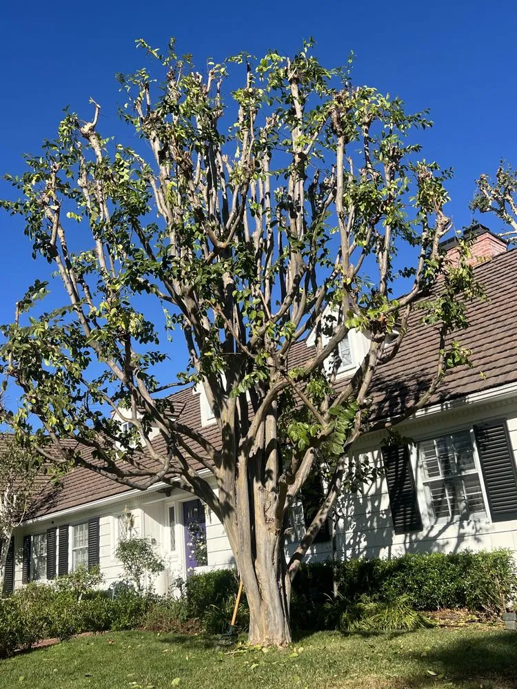 Expert outdoor landscaping in Burbank, CA by Green Thumb Landscape & Maintenance