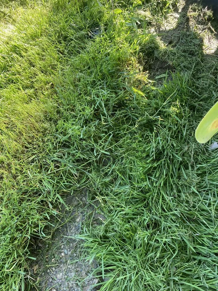 Expert yard maintenance near you in Lodi, CA by Green Thumb Landscaping