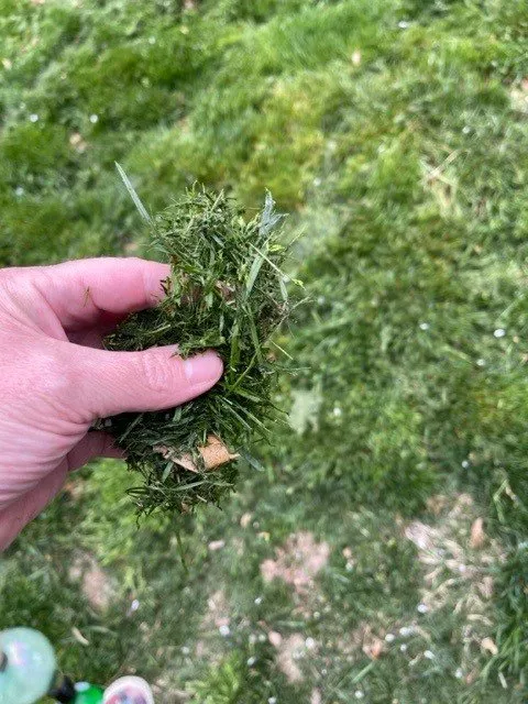 Local landscape installation for year-round maintenance in Lorain, OH by Green Thumb Landscaping