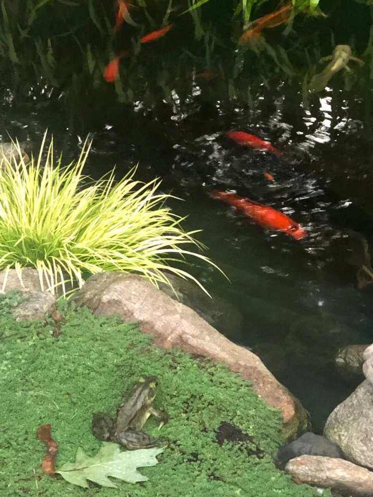 Reliable lawn mowing service in Trumbull, CT - Green Thumb Landscaping