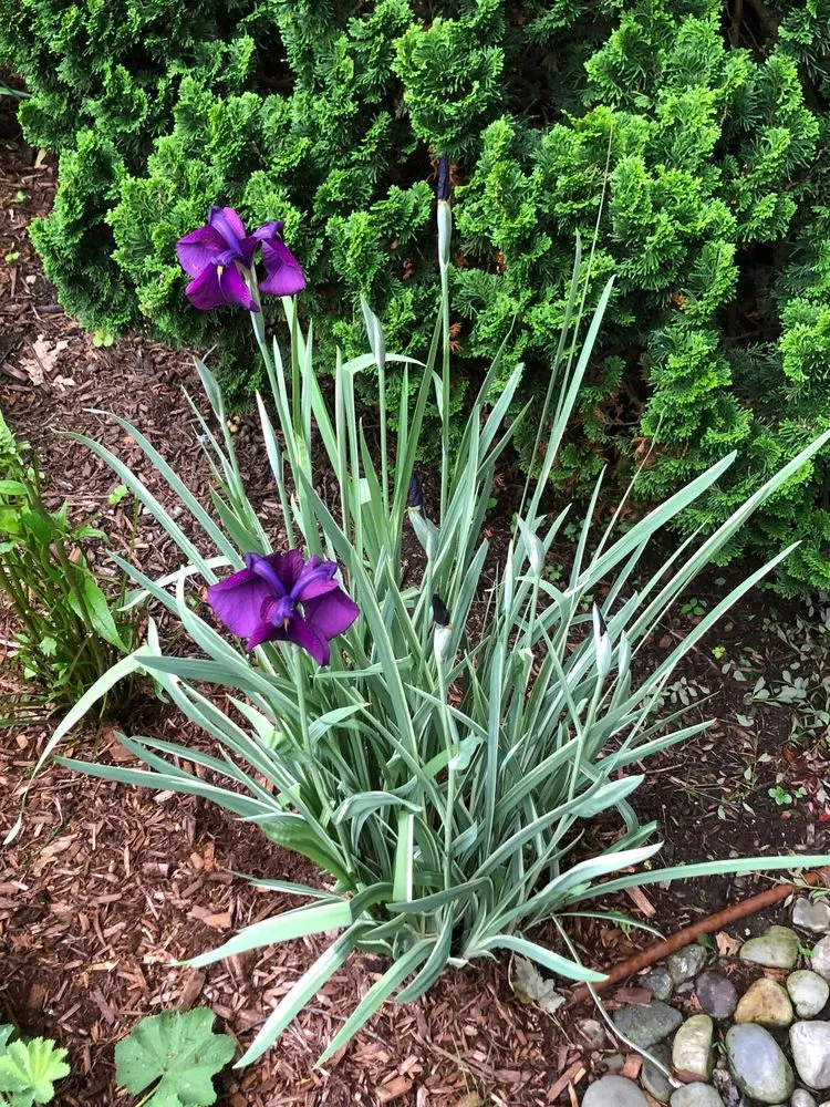 Reliable landscape design for residential properties across Trumbull, CT - Green Thumb Landscaping