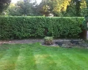 Top-rated yard cleanup service experts serving Ocala, FL - Green Thumb Lawn Care & Clean Up Service