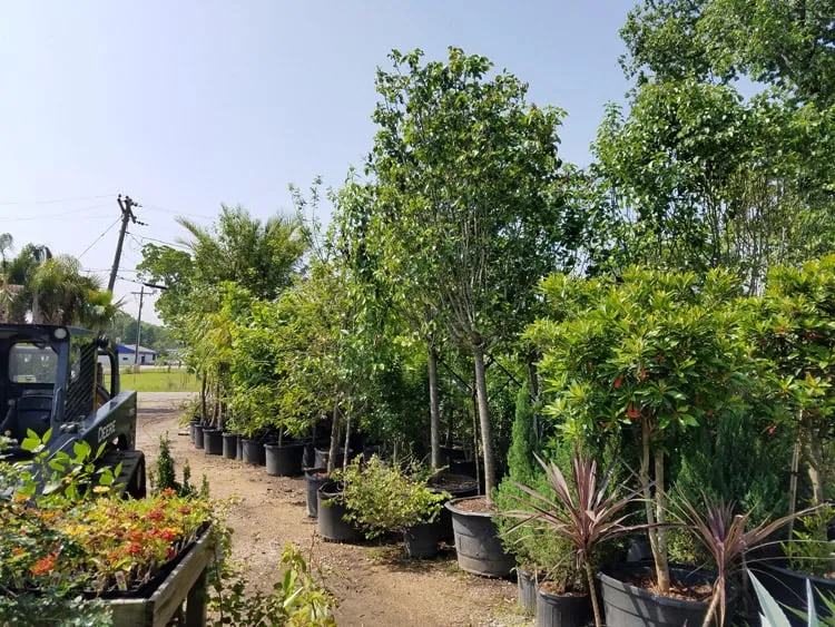 Local lawn care service in Beaumont, TX - Green Thumb Nursery & Landscaping