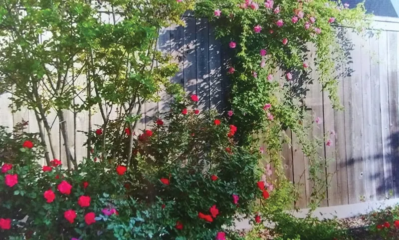 Affordable yard cleanup service near you in Beaumont, TX by Green Thumb Nursery & Landscaping