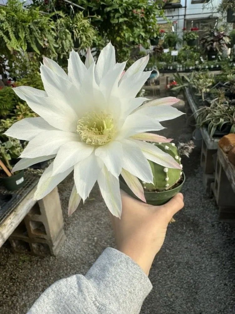 Expert outdoor landscaping for beautiful yards in Bartlesville, OK by Green Thumb Nursery