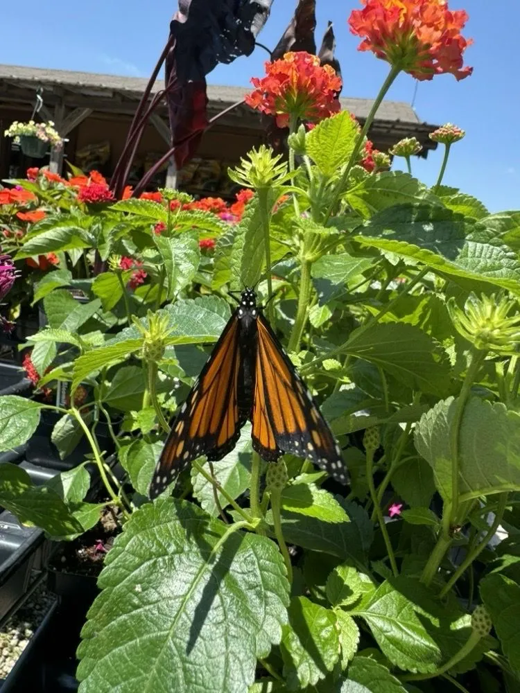 Custom yard cleanup service for outdoor upgrades across Bartlesville, OK - Green Thumb Nursery