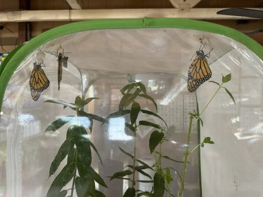 Expert lawn care service for year-round maintenance in Bartlesville, OK by Green Thumb Nursery