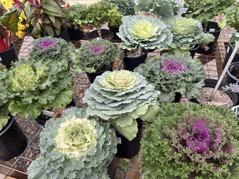 Trusted yard maintenance in Russellville, AR - Green Thumb Nursery