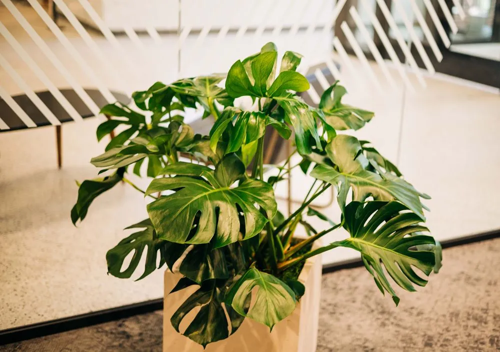 Reliable garden landscaping experts serving Loveland, CO - Green Thumb Plantscape