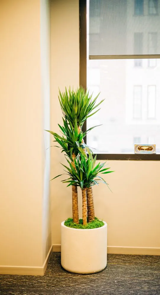 Expert lawn mowing service for residential properties across Loveland, CO - Green Thumb Plantscape