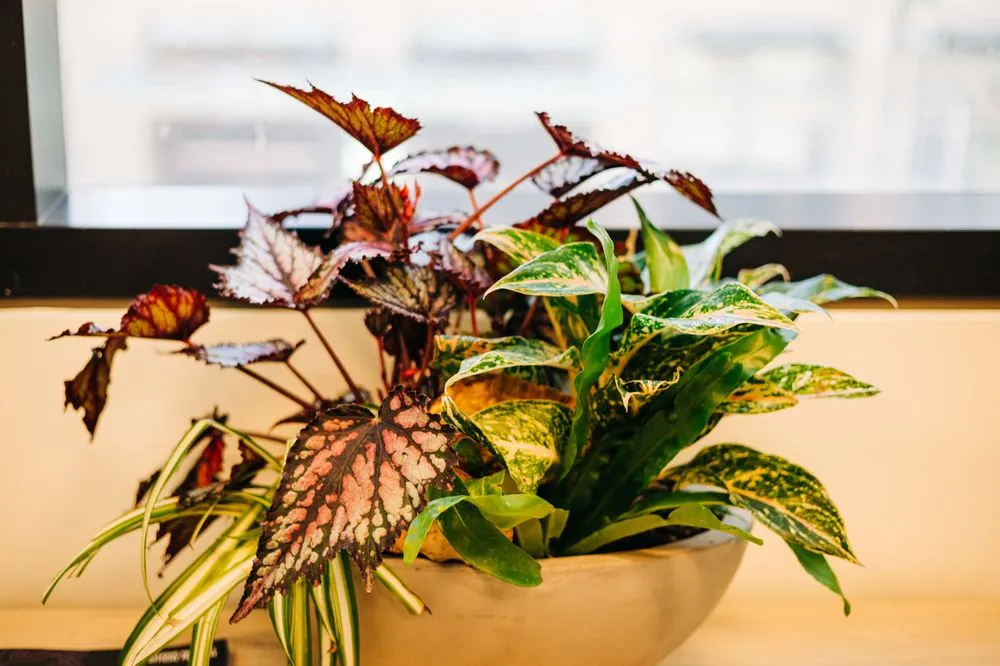 Expert lawn care service for beautiful yards across Loveland, CO - Green Thumb Plantscape