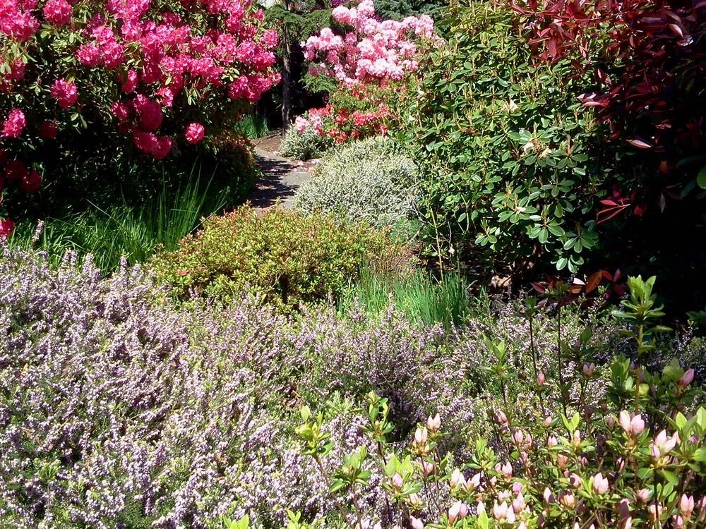 Professional yard maintenance experts serving Bainbridge Island, WA - Green Thumb Solutions