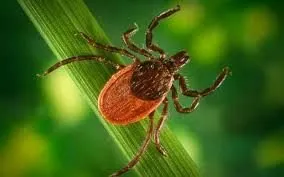 Custom yard maintenance in Westminster, MA - Green Thumb Turf & Tick