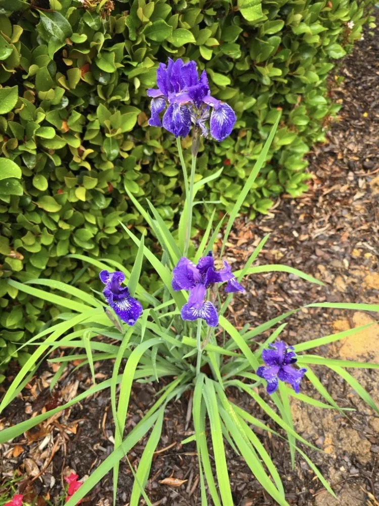Professional outdoor landscaping for homes across Chapin, SC - Green Thumbs Landscape Consulting and Services