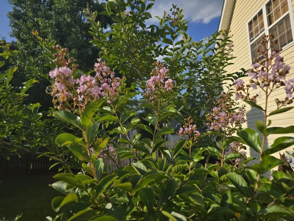 Expert garden landscaping in Chapin, SC by Green Thumbs Landscape Consulting and Services