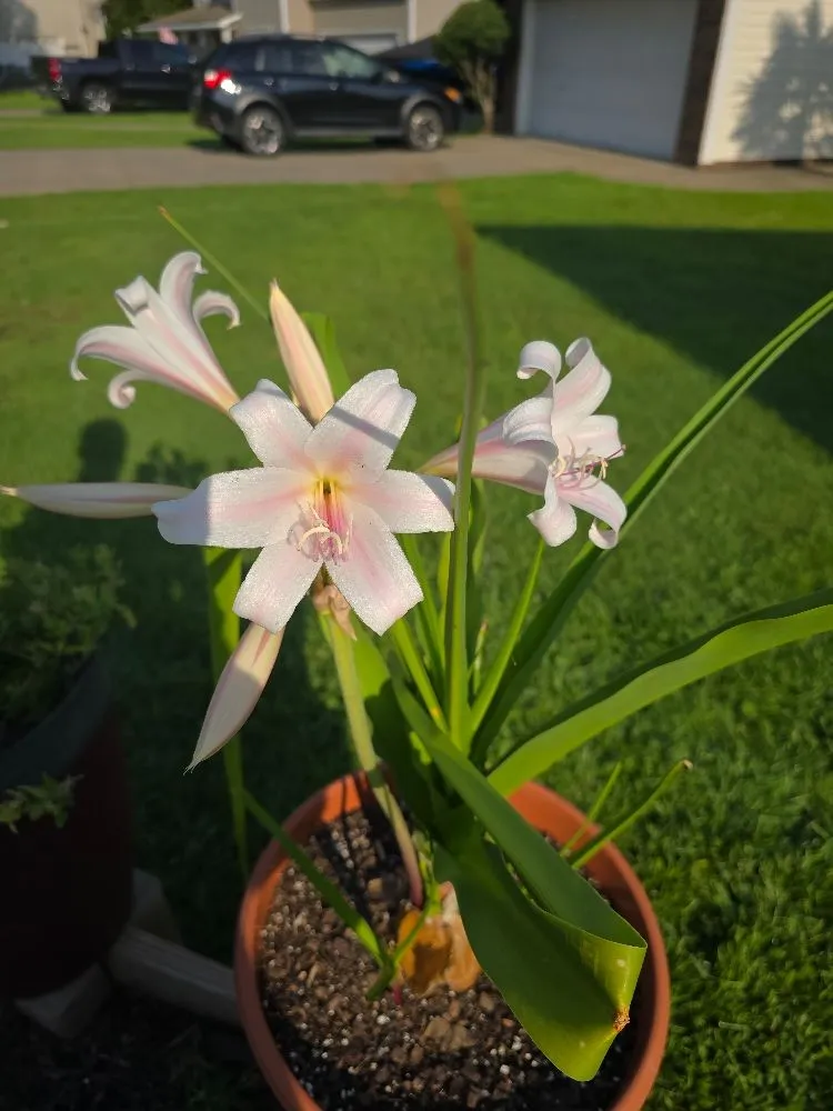 Custom yard maintenance with custom design across Chapin, SC - Green Thumbs Landscape Consulting and Services