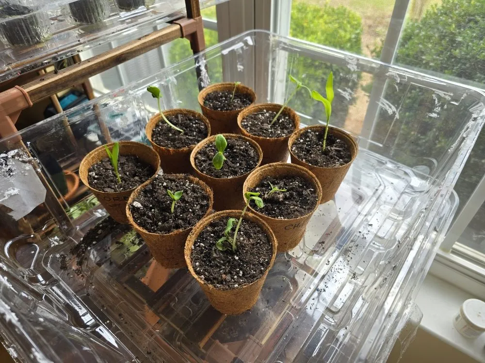 Custom lawn care service in Chapin, SC by Green Thumbs Landscape Consulting and Services