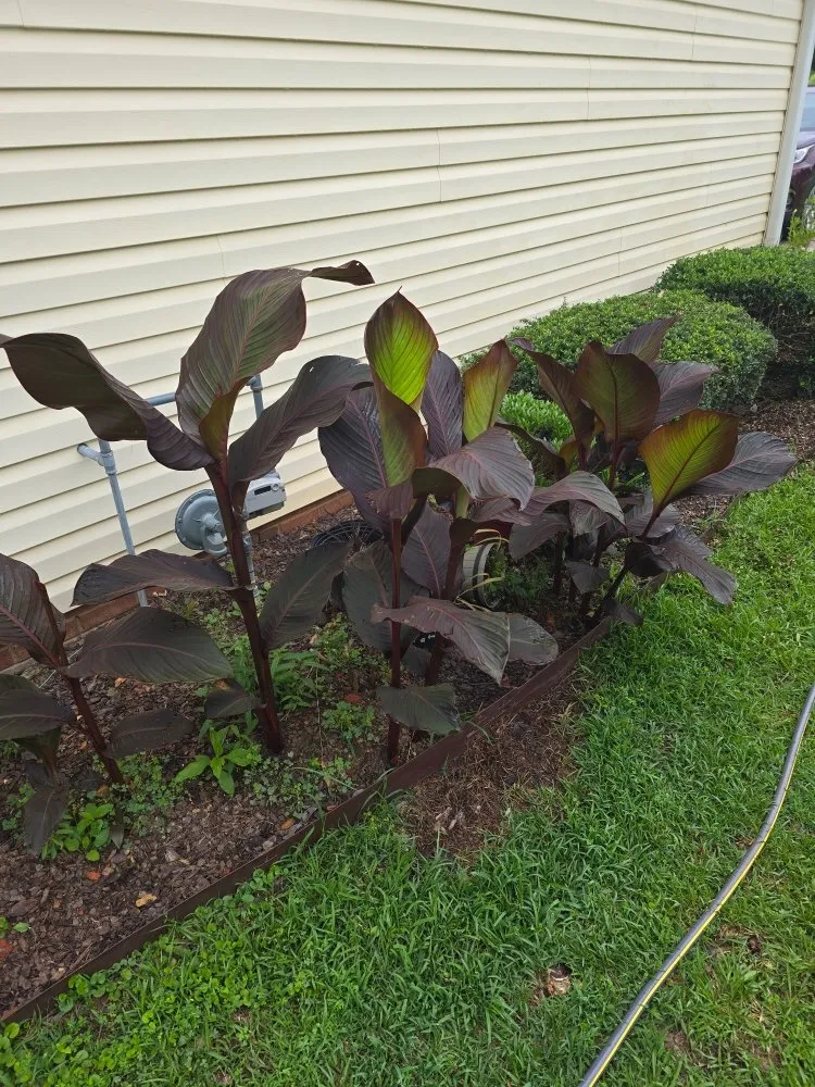 Trusted lawn care service in Chapin, SC by Green Thumbs Landscape Consulting and Services