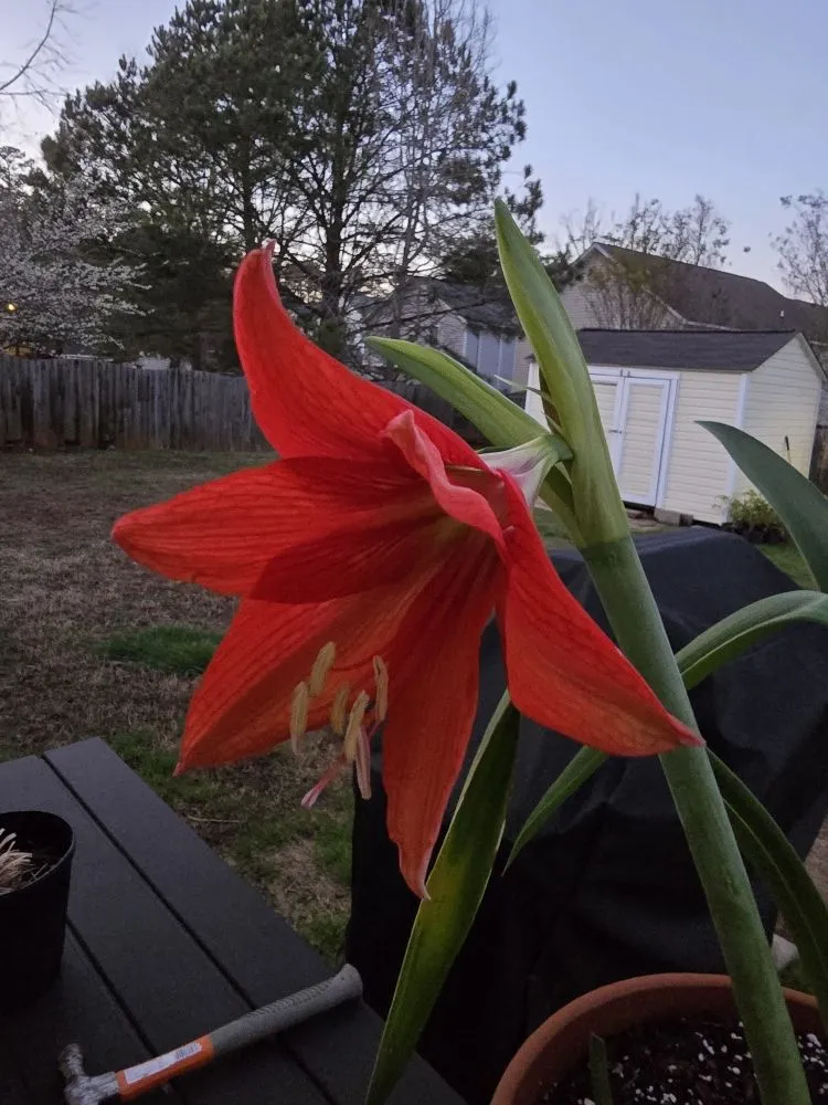 Local outdoor landscaping for beautiful yards in Chapin, SC by Green Thumbs Landscape Consulting and Services