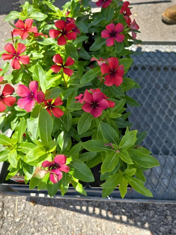 Trusted landscaping services experts serving Chapin, SC - Green Thumbs Landscape Consulting and Services