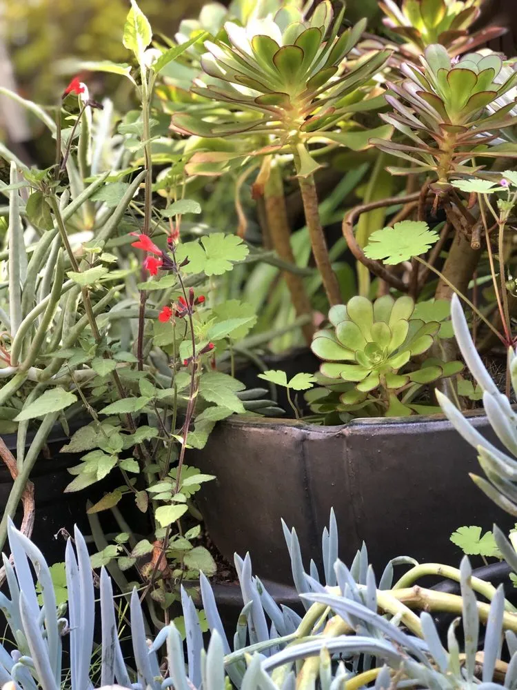 Reliable garden landscaping for outdoor upgrades in Palo Alto, CA by Green Thumbs Up