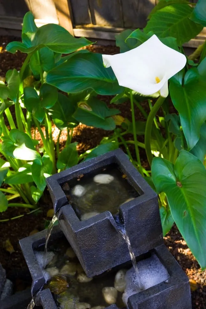 Top-rated landscape design in Palo Alto, CA - Green Thumbs Up