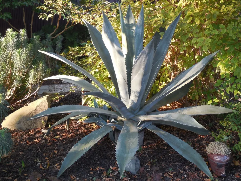 Trusted garden landscaping in Palo Alto, CA - Green Thumbs Up