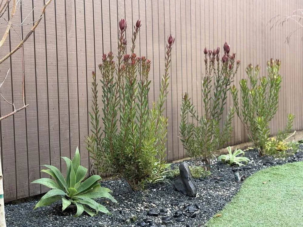 Affordable lawn mowing service experts serving Palo Alto, CA - Green Thumbs Up