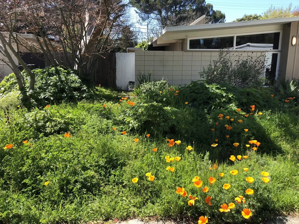 Reliable landscaping services for homes in Palo Alto, CA by Green Thumbs Up