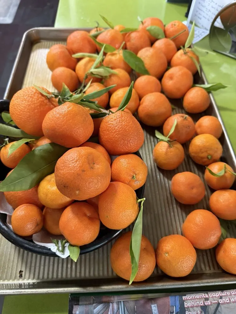 Trusted lawn mowing service for beautiful yards in Palo Alto, CA by Green Thumbs Up